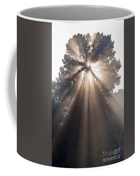 Snohomish Valley Coffee Mug featuring the photograph Crepuscular rays coming through tree in fog at sunrise by Jim Corwin