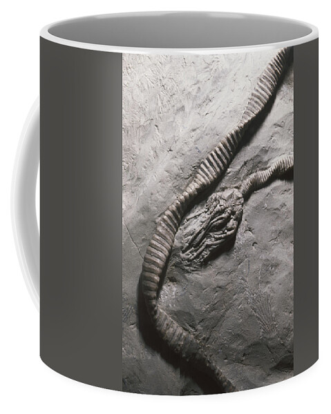 Animal Fossil Coffee Mug featuring the photograph Crinoid Fossils by Gary Retherford