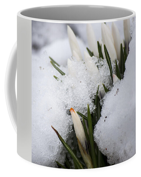 Crocus Coffee Mug featuring the photograph Crocus by Spikey Mouse Photography