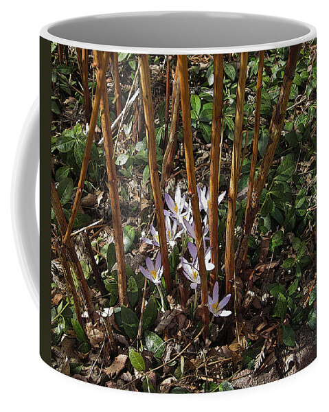 Crocus Coffee Mug featuring the photograph Crocuses and Raspberry Canes by Donald S Hall
