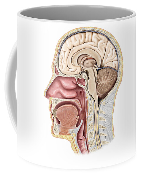 Anatomy Coffee Mug featuring the photograph Cross Section Of The Head, Illustration by QA International