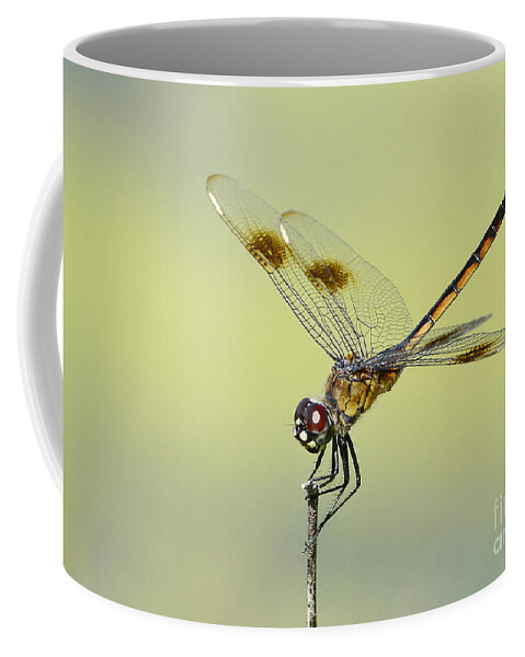 Dragonfly Coffee Mug featuring the photograph Crouching Dragonfly by Kathy Baccari