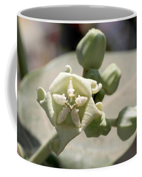 Crown Flower Coffee Mug featuring the photograph Crown flower by Ramabhadran Thirupattur