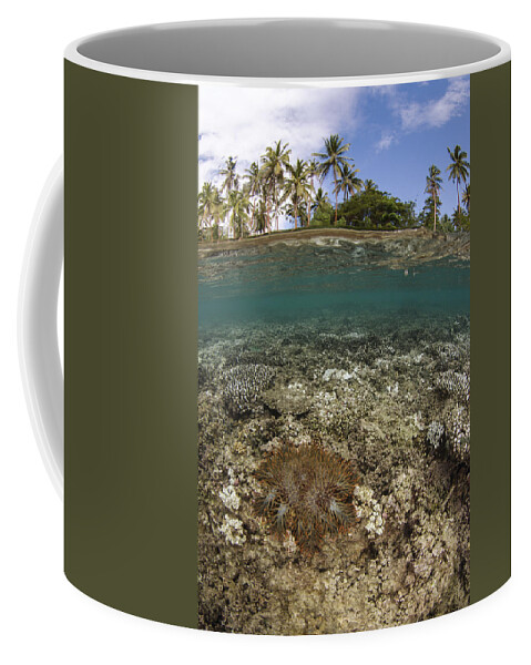 Pete Oxford Coffee Mug featuring the photograph Crown-of-thorns Starfish Fiji by Pete Oxford