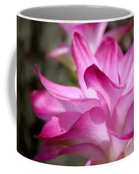 Lilies Coffee Mug featuring the photograph Curcuma by Debra Forand