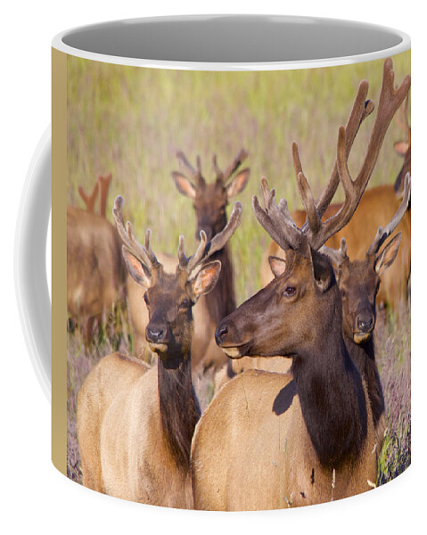 Elk Coffee Mug featuring the photograph Curious Bull Elk by Todd Kreuter