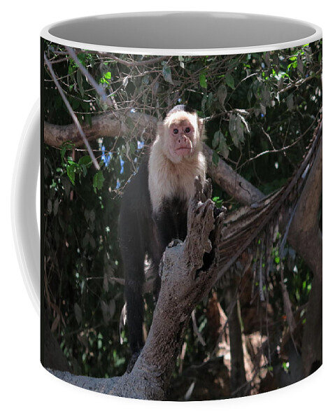 Capuchin Coffee Mug featuring the photograph Curious by Jessica Myscofski