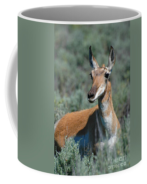 Grand Teton Np Coffee Mug featuring the photograph Curious Pronghorn by Joan Wallner