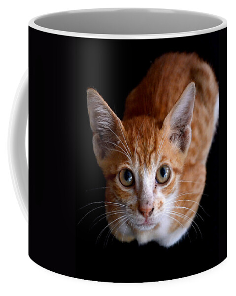 Kitten Coffee Mug featuring the photograph Cute Kitten by Jatin Thakkar