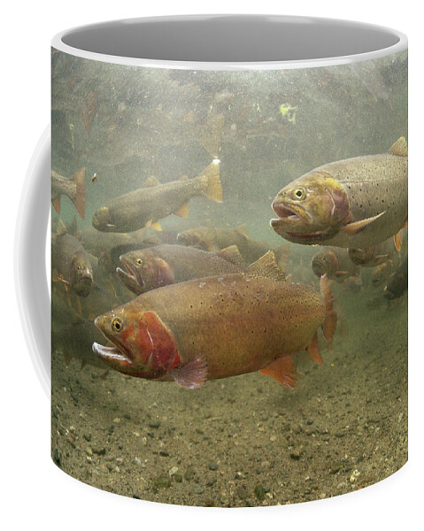 Feb0514 Coffee Mug featuring the photograph Cutthroat Trout In The Spring Idaho by Michael Quinton