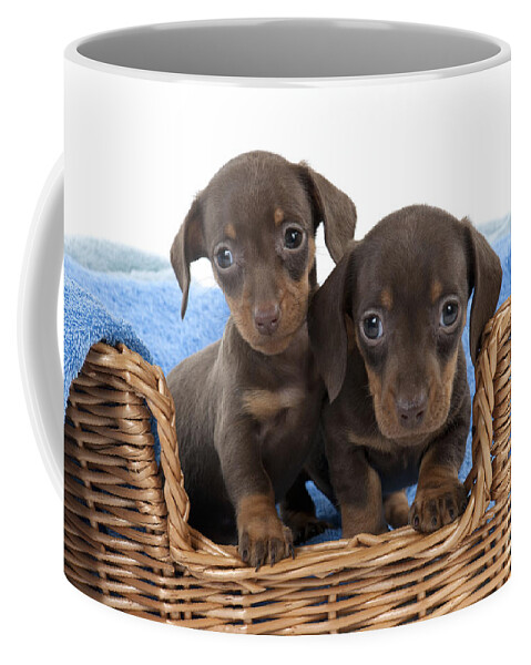 Dachshund Coffee Mug featuring the photograph Dachshund Puppy Dogs by John Daniels