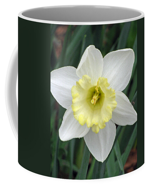 Daffodil Coffee Mug featuring the photograph Daffodil 06 by Pamela Critchlow