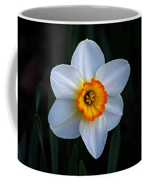 Daffodil Coffee Mug featuring the photograph Daffodil in Riverside Park by Bill Swartwout