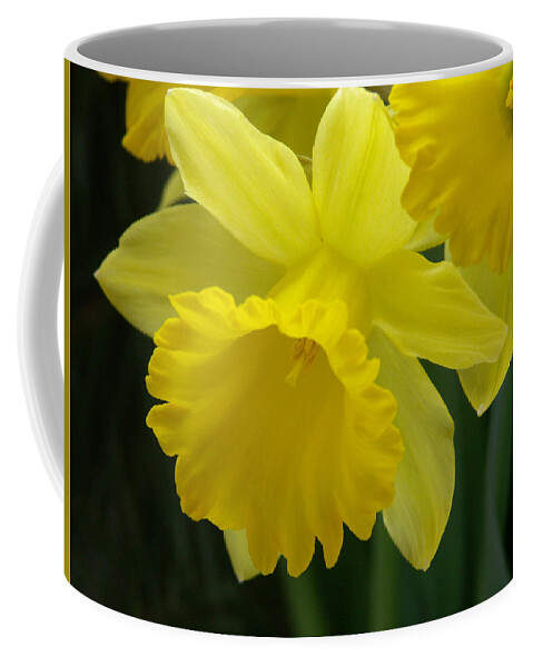 Anther Coffee Mug featuring the photograph Daffodil King Alfred Narcissus Sp by Bonnie Sue Rauch