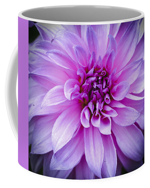 Asteraceae Coffee Mug featuring the photograph Dahlia Dahling by Christi Kraft