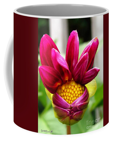 Dahlia Coffee Mug featuring the photograph Dahlia from the Showpiece Mix by J McCombie