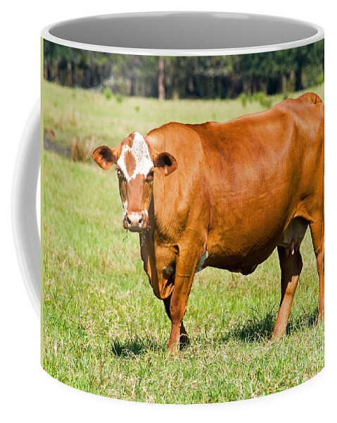 Animal Coffee Mug featuring the photograph Dairy Cow by Millard H. Sharp
