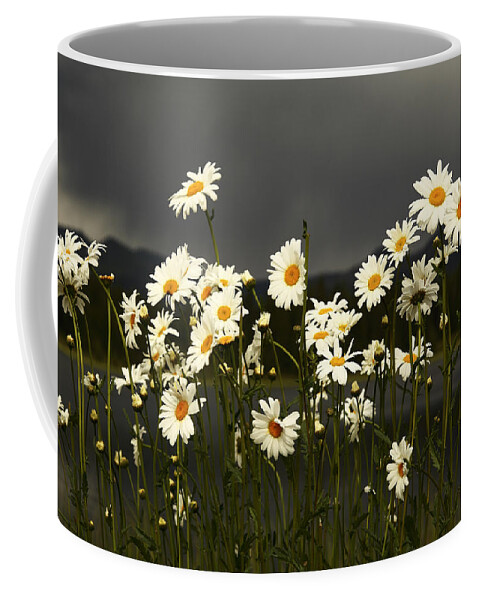 Flowers Coffee Mug featuring the photograph Daisies in Storm Light by Alan Vance Ley
