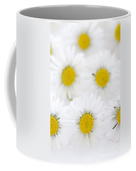 Daisy Coffee Mug featuring the photograph Daisies On A White Background by Lee Avison