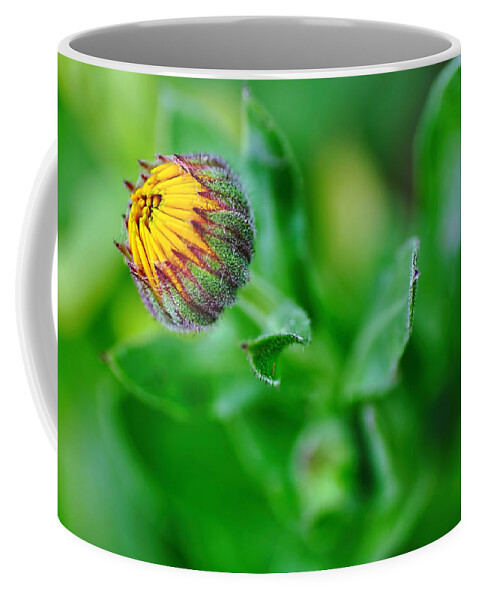 Photography Coffee Mug featuring the photograph Daisy Bud ready to bloom by Kaye Menner