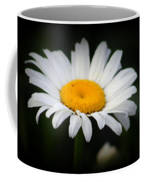 White Coffee Mug featuring the photograph Daisy Daisy by Kay Novy