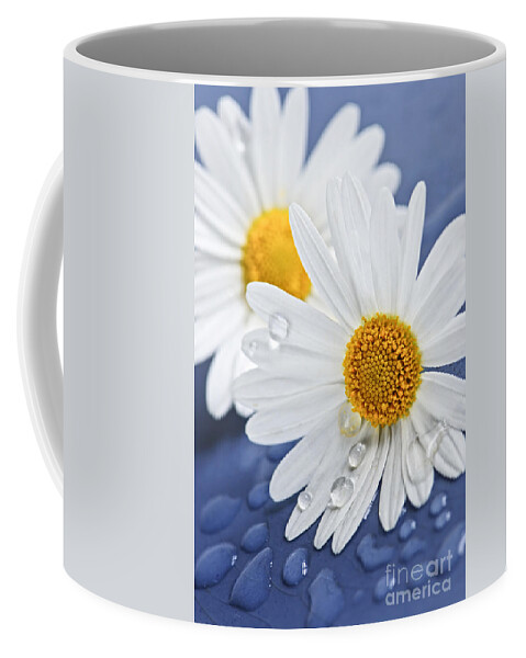 Flower Coffee Mug featuring the photograph Daisy flowers with water drops by Elena Elisseeva