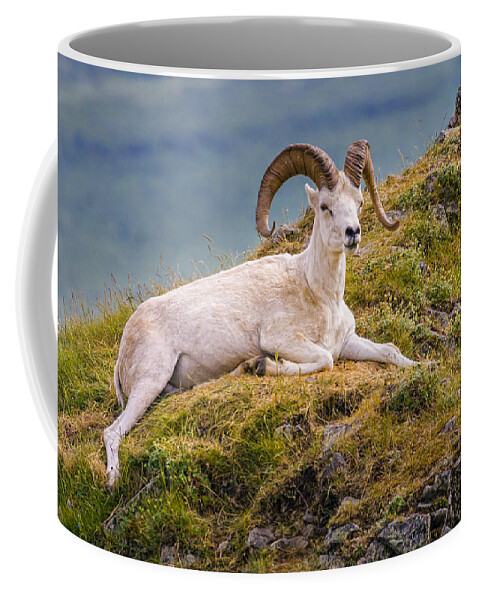Sheep Coffee Mug featuring the photograph Dall Sheep Denali Alaska by Fred J Lord