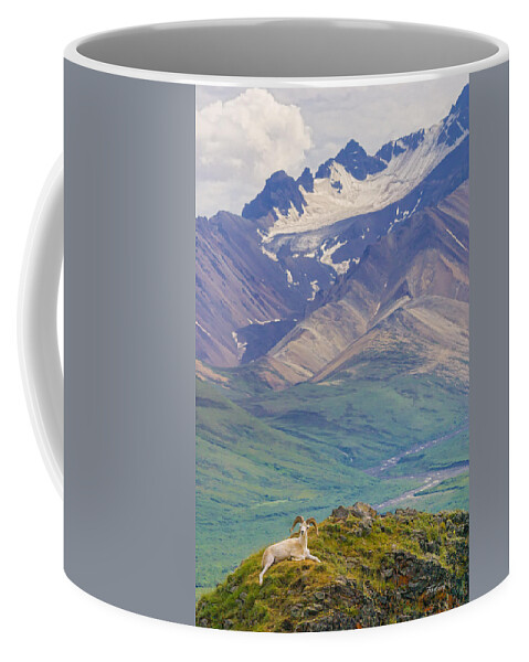 Sheep Coffee Mug featuring the photograph Dall Sheep Ram Denali Alaska by Fred J Lord