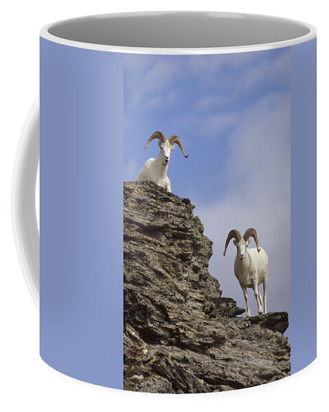 Feb0514 Coffee Mug featuring the photograph Dalls Sheep On Rock Outcrop North by Michael Quinton