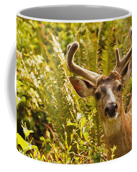 Deer Coffee Mug featuring the photograph Deer Buck in Velvet by Peggy Collins