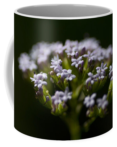 Floral Coffee Mug featuring the photograph delicate - A tender and tiny flower in a black background by Pedro Cardona Llambias