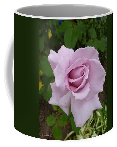 Rose Photograph Coffee Mug featuring the photograph Delicate Purple Rose by Lingfai Leung