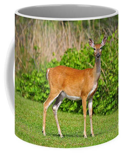 Deer Coffee Mug featuring the photograph Delightful Doe by Al Powell Photography USA
