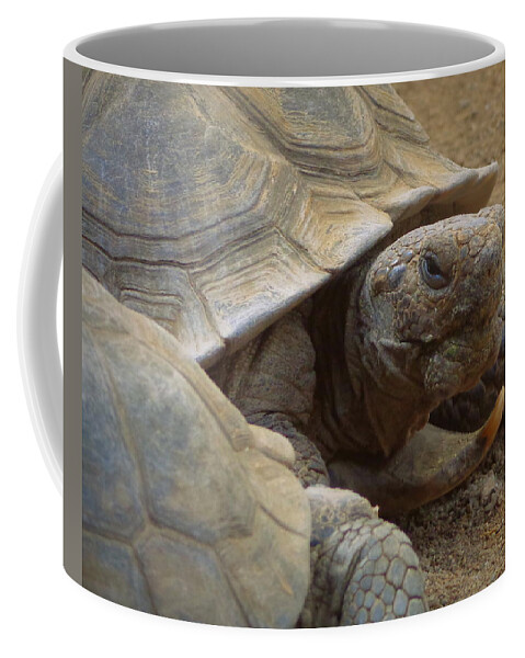 Skompski Coffee Mug featuring the photograph Desert Tortoise by Joseph Skompski