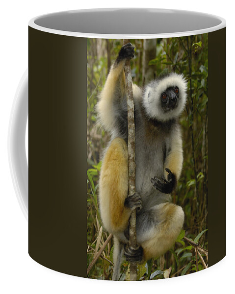 Feb0514 Coffee Mug featuring the photograph Diademed Sifaka Madagascar by Pete Oxford