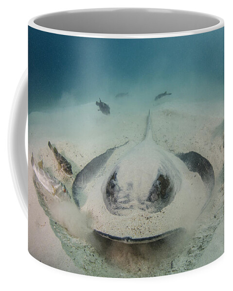 Pete Oxford Coffee Mug featuring the photograph Diamond Stingray Digging In Sand by Pete Oxford