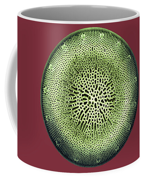 Algae Coffee Mug featuring the photograph Diatom by Dee Breger