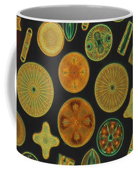 Diatom Coffee Mug featuring the photograph Diatoms by Charles Gellis