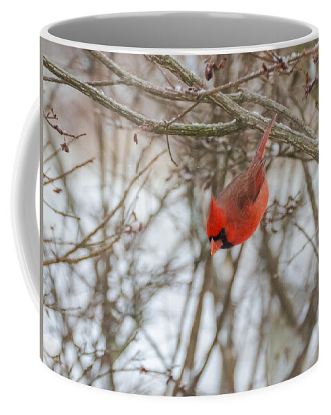Jan Holden Coffee Mug featuring the photograph Diving Cardinal by Holden The Moment