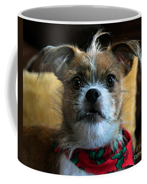 Dog Coffee Mug featuring the photograph Do You Hear What I Hear by Catherine Sherman