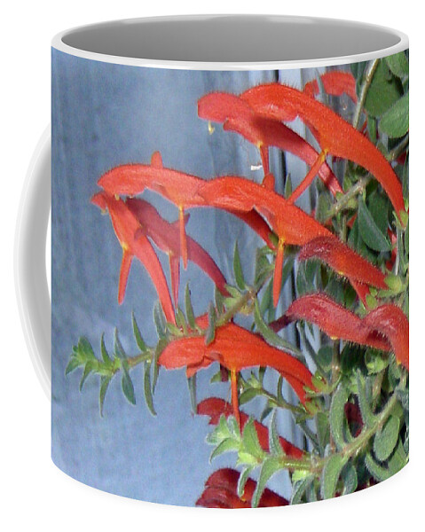 Plant Coffee Mug featuring the photograph Dolphin Plant by Brenda Brown
