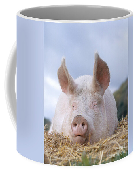 Pig Coffee Mug featuring the photograph Domestic Pig by Hans Reinhard