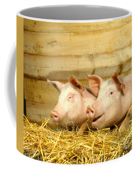 Pig Coffee Mug featuring the photograph Domestic Pigs by Hans Reinhard
