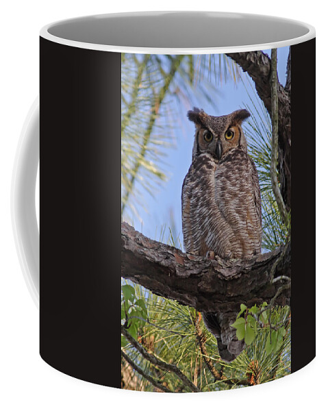 Owl Coffee Mug featuring the photograph Don't Mess With My Chicks #2 by Paul Rebmann