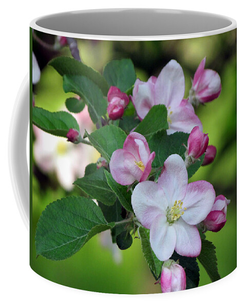 Door County Coffee Mug featuring the photograph Door County Apple Blossoms by David T Wilkinson