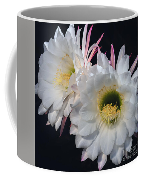 Echinopsis Candican Coffee Mug featuring the photograph Double Illumination by Tamara Becker