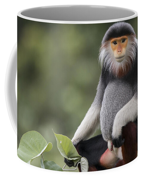 Cyril Ruoso Coffee Mug featuring the photograph Douc Langur Male Vietnam by Cyril Ruoso