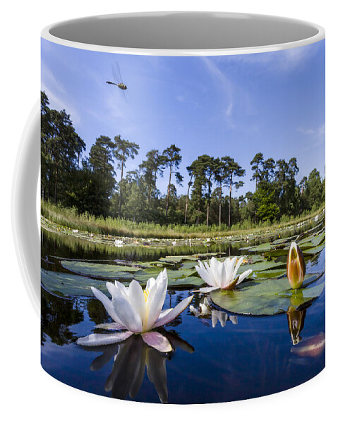 Nis Coffee Mug featuring the photograph Downy Emerald Dragonfly Flying Over Lake by Alex Huizinga