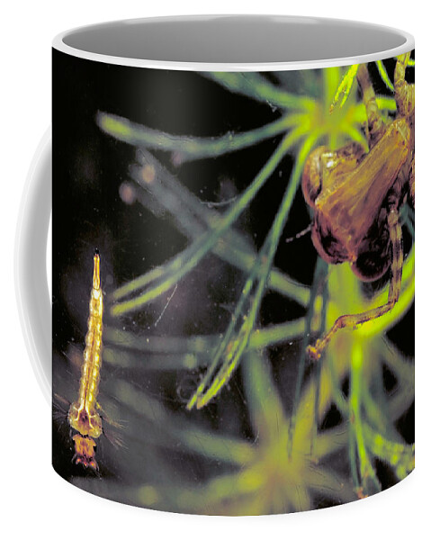 Animal Coffee Mug featuring the photograph Dragonfly Nymph & Mosquito Larva by Robert Noonan