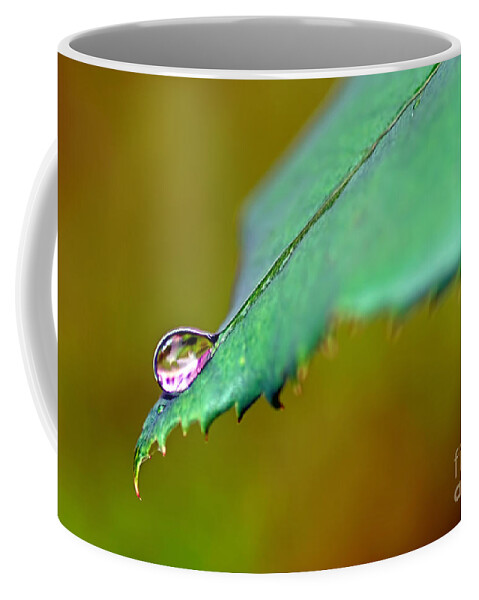 Photography Coffee Mug featuring the photograph Droplet on Rose Leaf by Kaye Menner